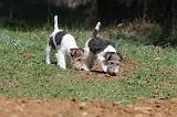 FOX TERRIER 159